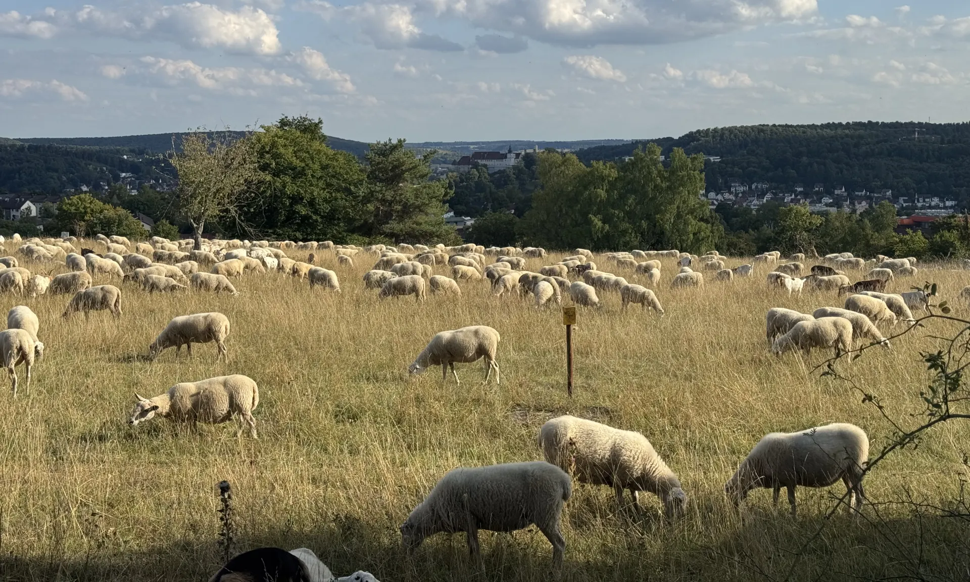 Lions Club Heidenheim Steinheim